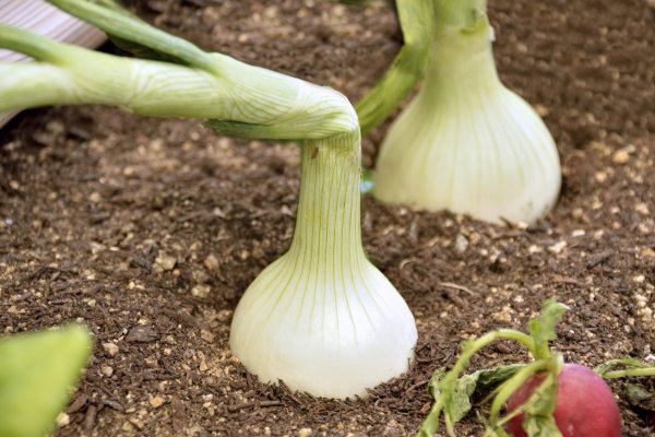 Восстановить доступ к кракену