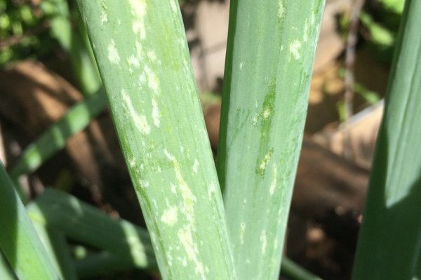 Кракен сайт официальный kraken014 com